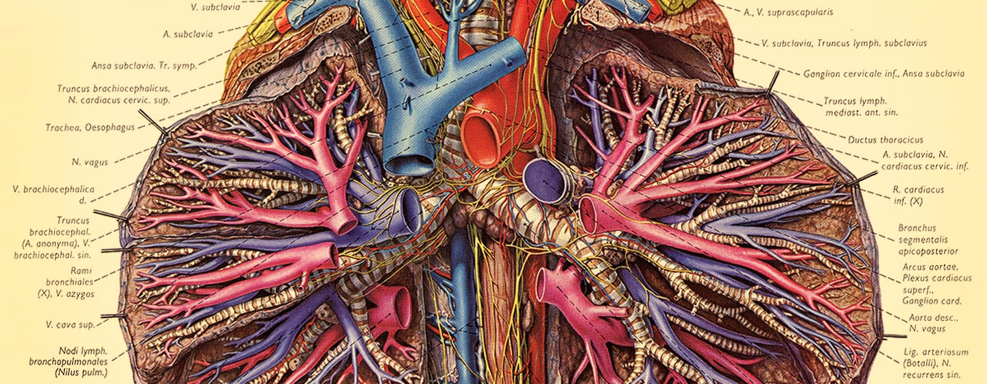 131101_his_nazianatomy_top_lungs.jpg.crop_.fresca-xlarge.jpg