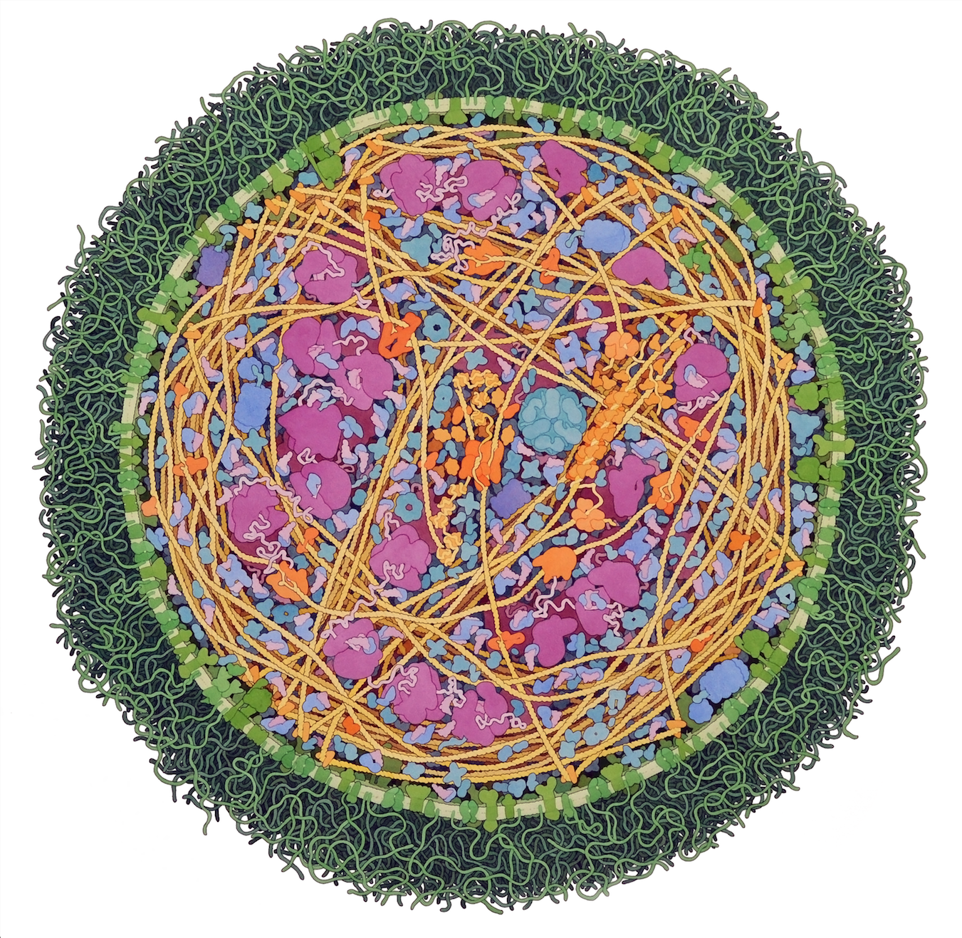 Bacterial Cell
