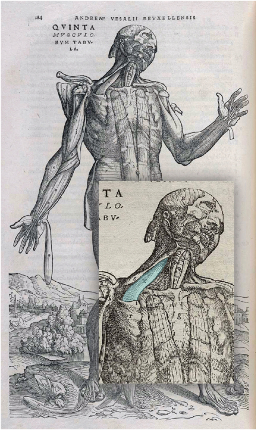 Anatomical Study, engraving by Andreas Vesalius