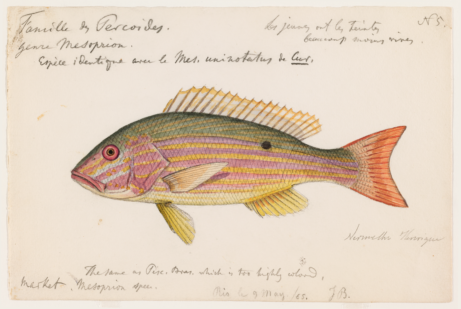 Lane Snapper