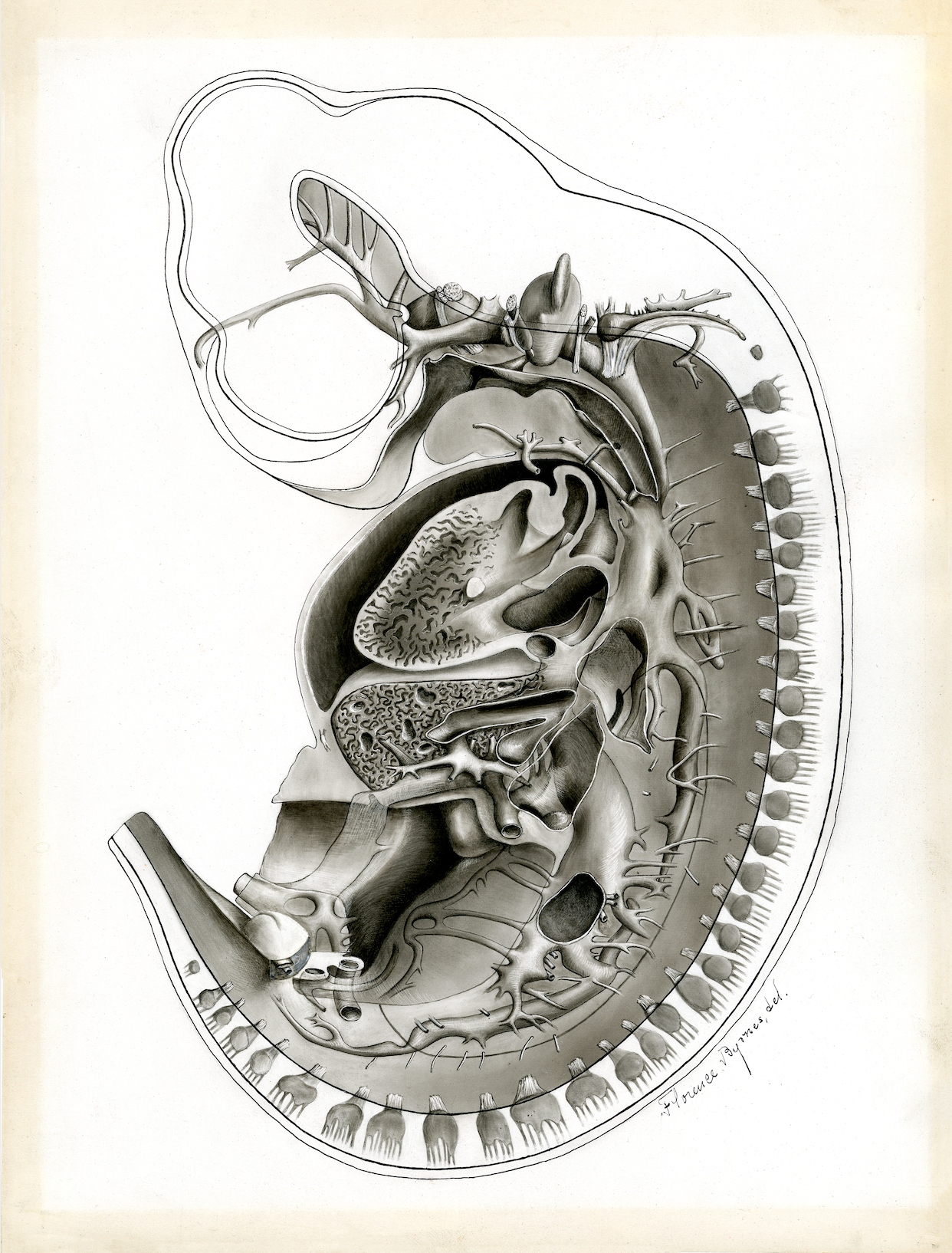 Pig Embryo