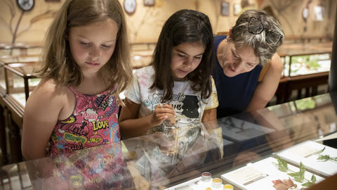 A woman and two girls look at glass flowers in the gallery.