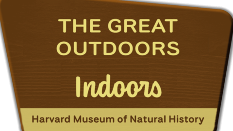 An illustration of a park sign reading 'The Great Outdoors - Indoors - Harvard Museum of Natural History'.