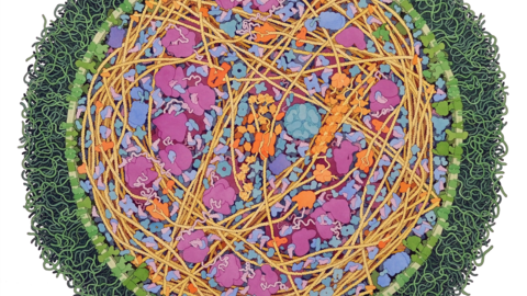 Bacterial Cell