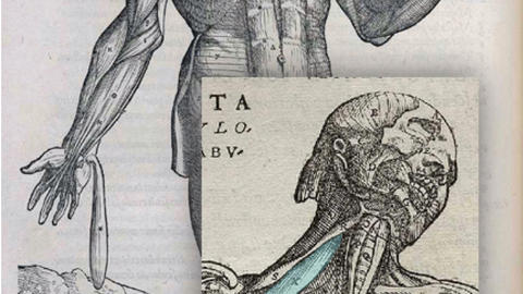 Anatomical Study, engraving by Andreas Vesalius