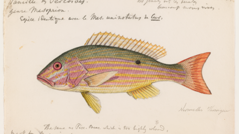 Lane Snapper