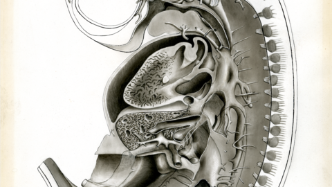 Pig Embryo