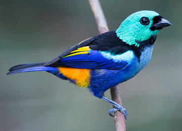 Avian Coloration