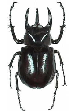 Caucasus Beetle