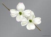 Dogwood