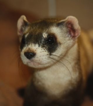 Ferret model