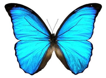 Morpho Butterfly