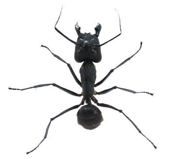 Soldier Ant