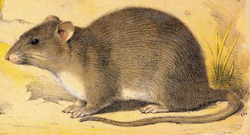 Rattus norvegicus
