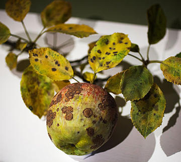 Rotten Fruit