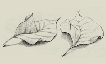 Leaves illustration