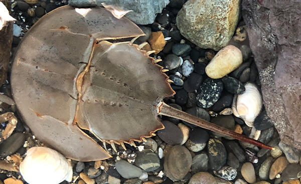horseshoe crab