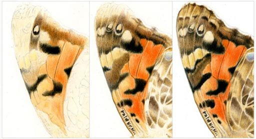 Capturing Butterflies