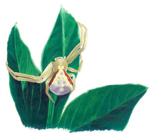 Crab Spider Illustration