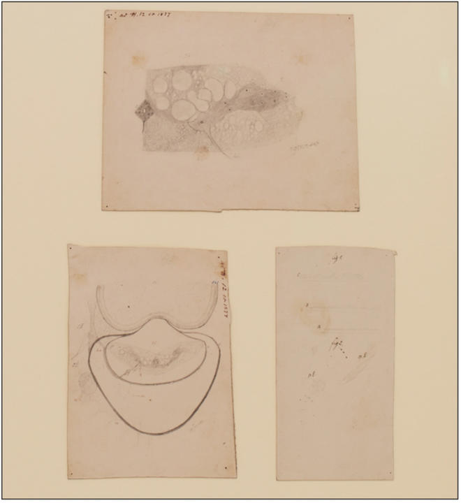 Drawings_of_Spinal_Cord_of_Lamprey