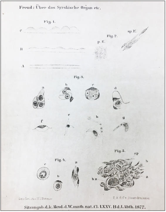 Diagrams of the Syrsky Organ
