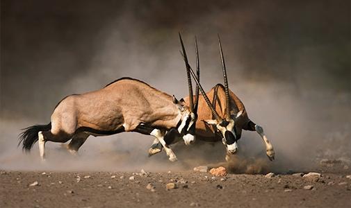 Impala