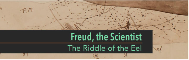 The Interpretation of Drawings: Freud the Scientist Banner