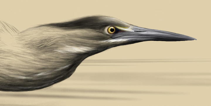 bird illustration