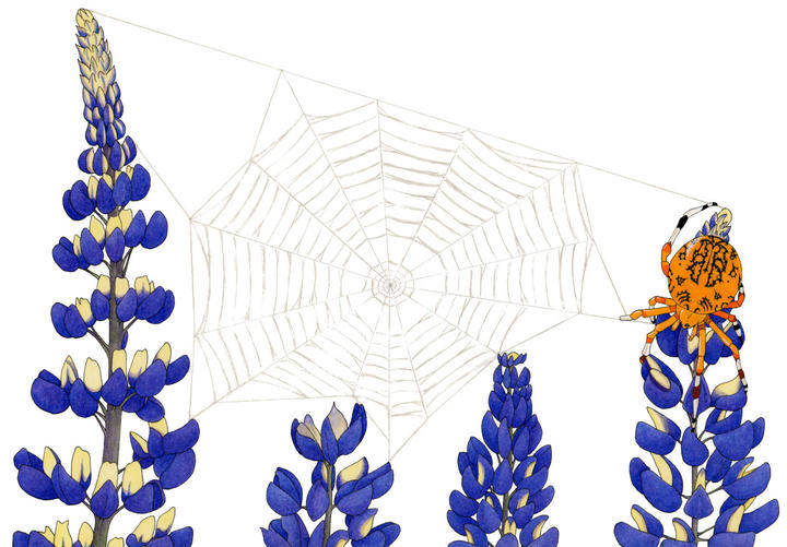 Orbweb Illustration