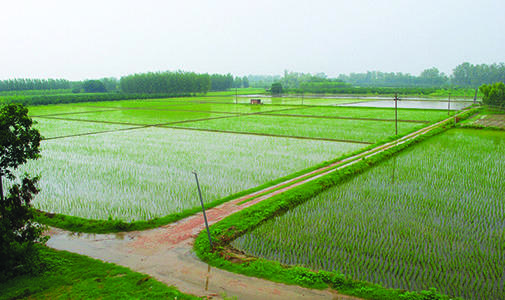 rice paddies