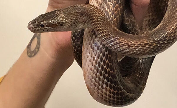 snake