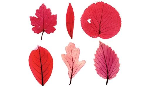 Viburnum