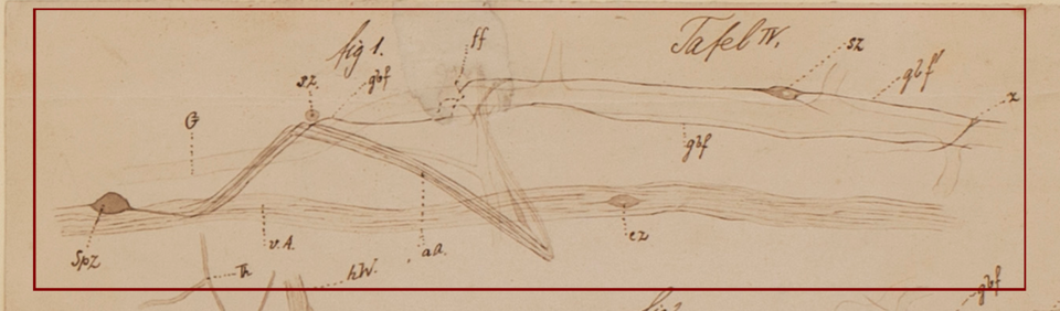 A posterior view of the Petromyzon's nerves.