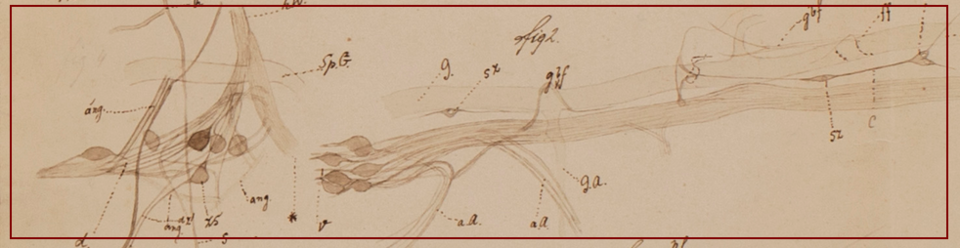 A depiction of a branch of the posterior root of the spinal ganglion of the Petromyzon.