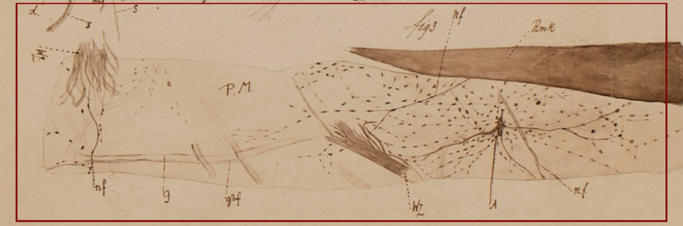 A depiction of a network of nerve cells attached to the pia mater of the Petromyzon.