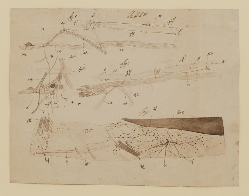 A Diagram of an Eel's Internal Structure, specifically featuring neurons.